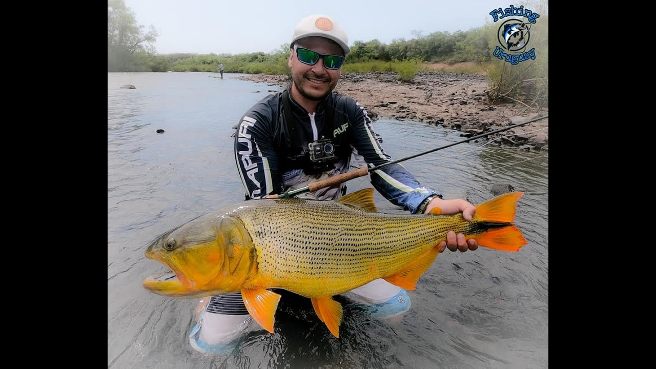 Sueño Dorado (Rey del Rio) 2020 fly cast (pesca con mosca) Uruguay.