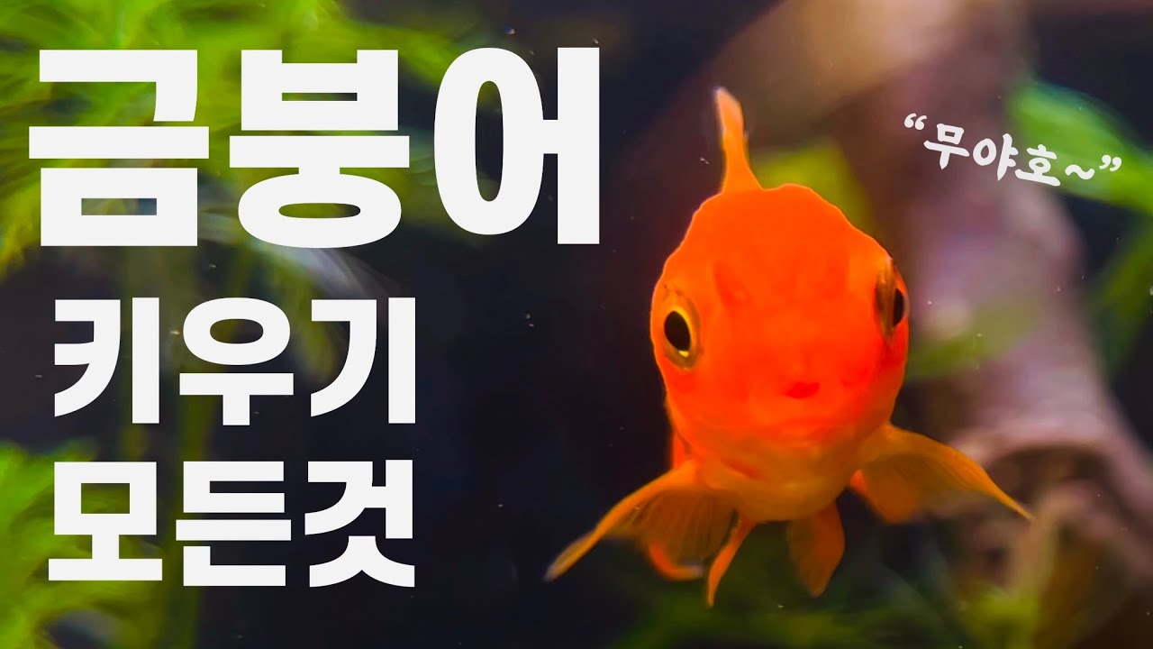 금붕어 : 초보 추천 물고기 키우기(원스팜)