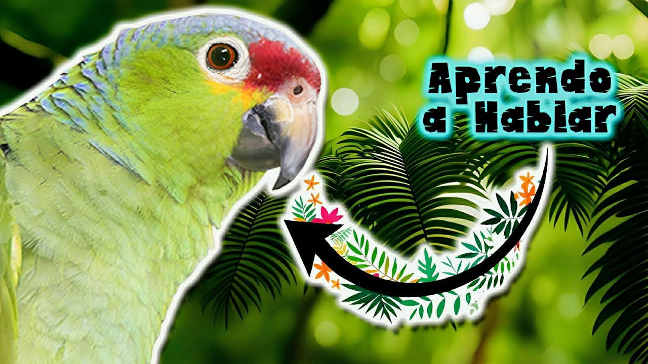 Loro de Cachetes Amarillos | Documental de Animales