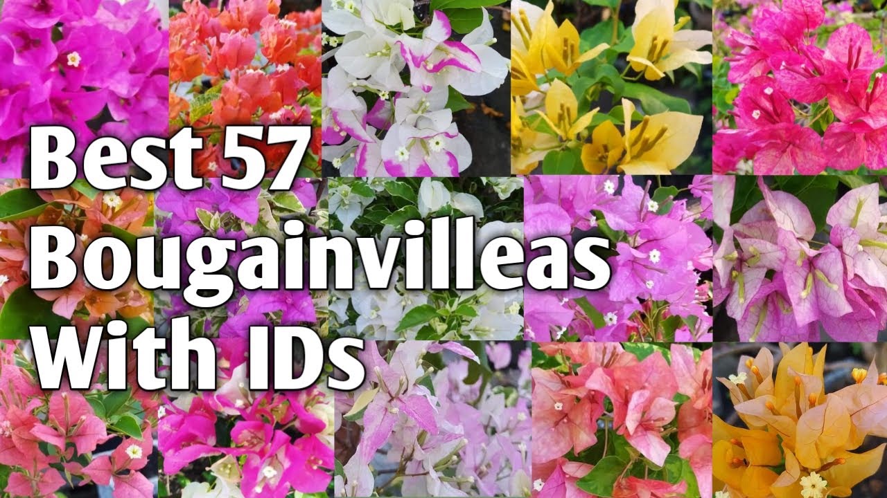57 лучших сортов бугенвиллеи с названиями и идентификаторами | Bougainvillea