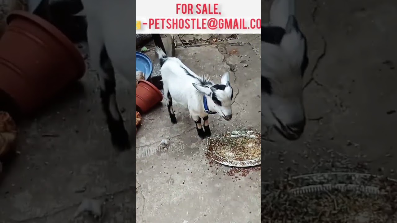 Fancy small legs goat for sale | #goat #fancygoats | #shorts
