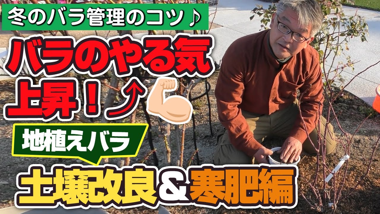 【バラの育て方】冬のバラ管理のコツ♪バラのやる気上昇！地植えバラの土壌改良＆寒肥編（2022年1月14日）