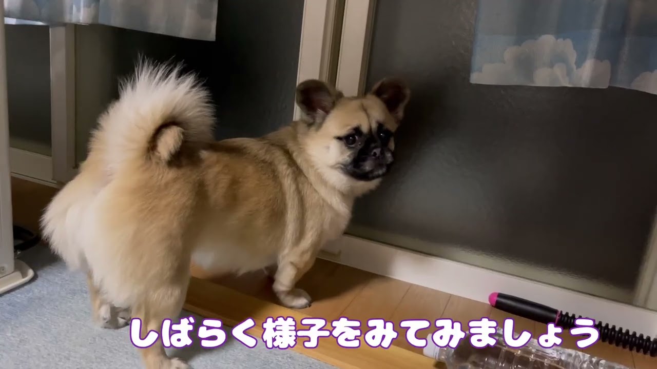 仕事初めの日、家に帰ったら大変な事になってました。