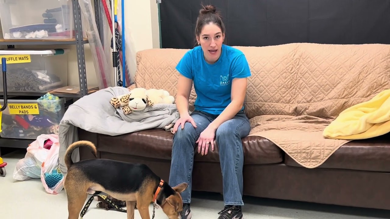 Meet Enzo at Dakin Humane Society!!