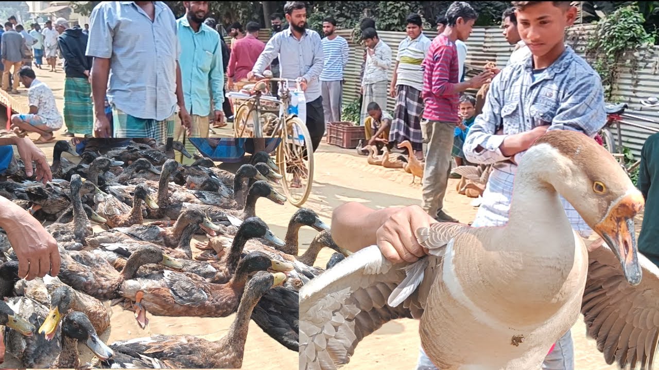 গৃহস্তের হাঁস সব বাজারে, কিন্তু মুরগির দাম বেশি। নালিতাবাড়ীর হাঁস মুরগির হাট ২০২৩