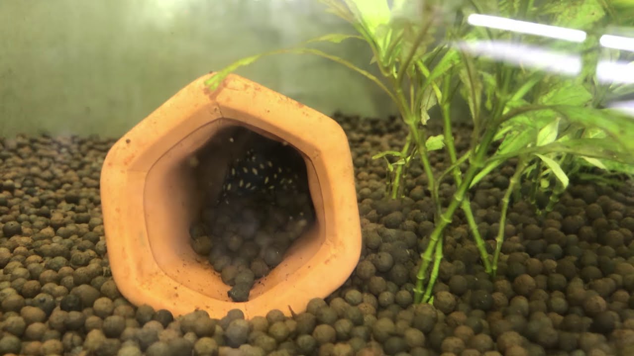 L471 Hypancistrus Sp. Dwarf snowball pleco update and surprise baby fish - so many babies! 🙇‍♂️🥰😍