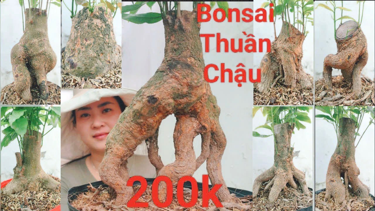 (Mỹ Châu #zalo_0944383255)#Mai xù & mai Bonsai thuần chậu nhiều thế GL 12/3/26 ĐC:P.Bình Thủy,CT