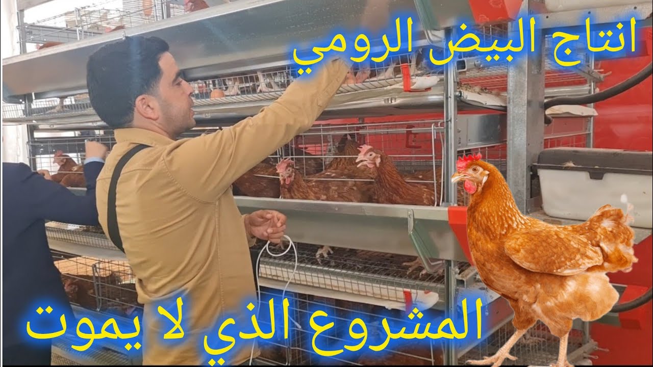 دجاجة ايزابراون isa brown (الطاوسية) الافضل عالميا💥 في انتاج البيض 💯
