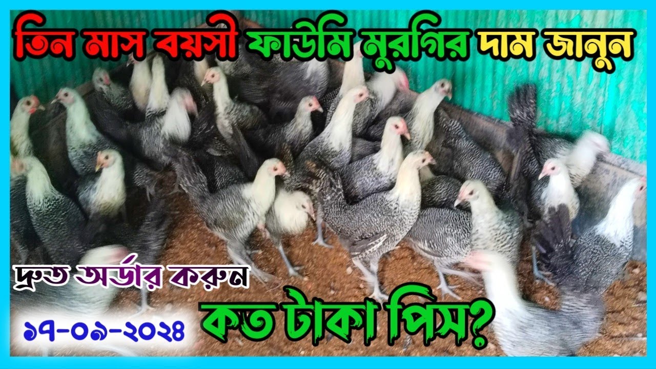 তিনমাস বয়সী ফাউমি মুরগির দাম জানুন || ফাউমি মুরগি কোথায় পাওয়া যায় || fawmi murgir price #chicken