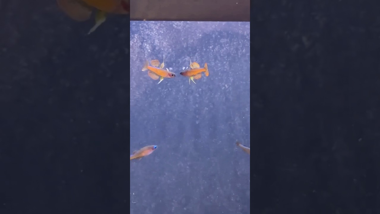 I&rsquo;ve been busy breeding a bunch of Pseudomugil Luminatus! #rainbowfish #fishbreeding
