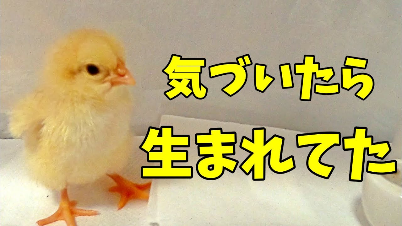 ひよこの飼育ケースを秒で作ります【ひよこ飼育】 44話目
