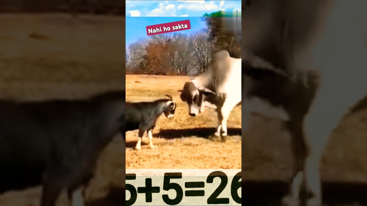 goat vs bull 🐐🐂 #shorts #virelshorts #ytshorts #goat