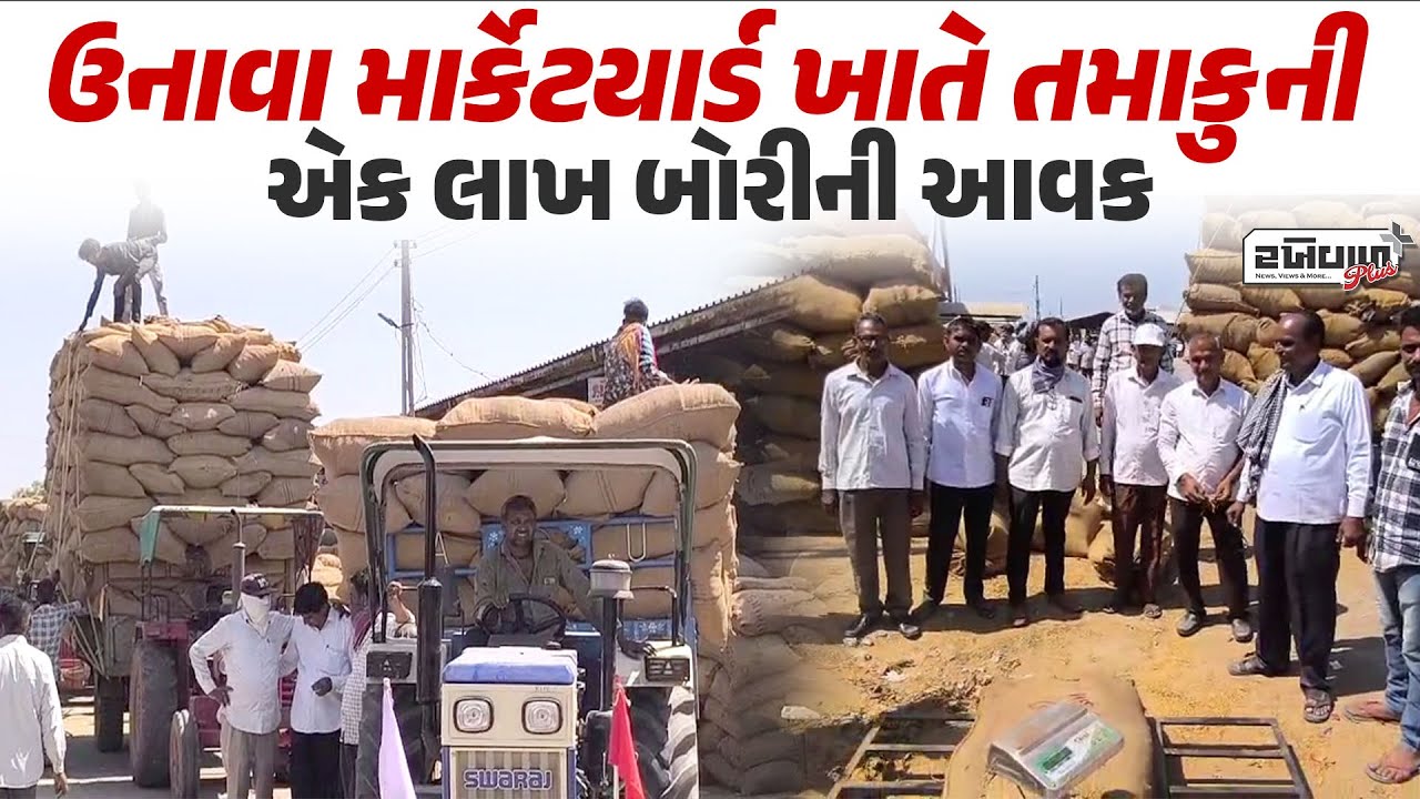 ઉનાવા માર્કેટયાર્ડ ખાતે તમાકુની એક લાખ બોરીની આવક / Unawa Market Yard