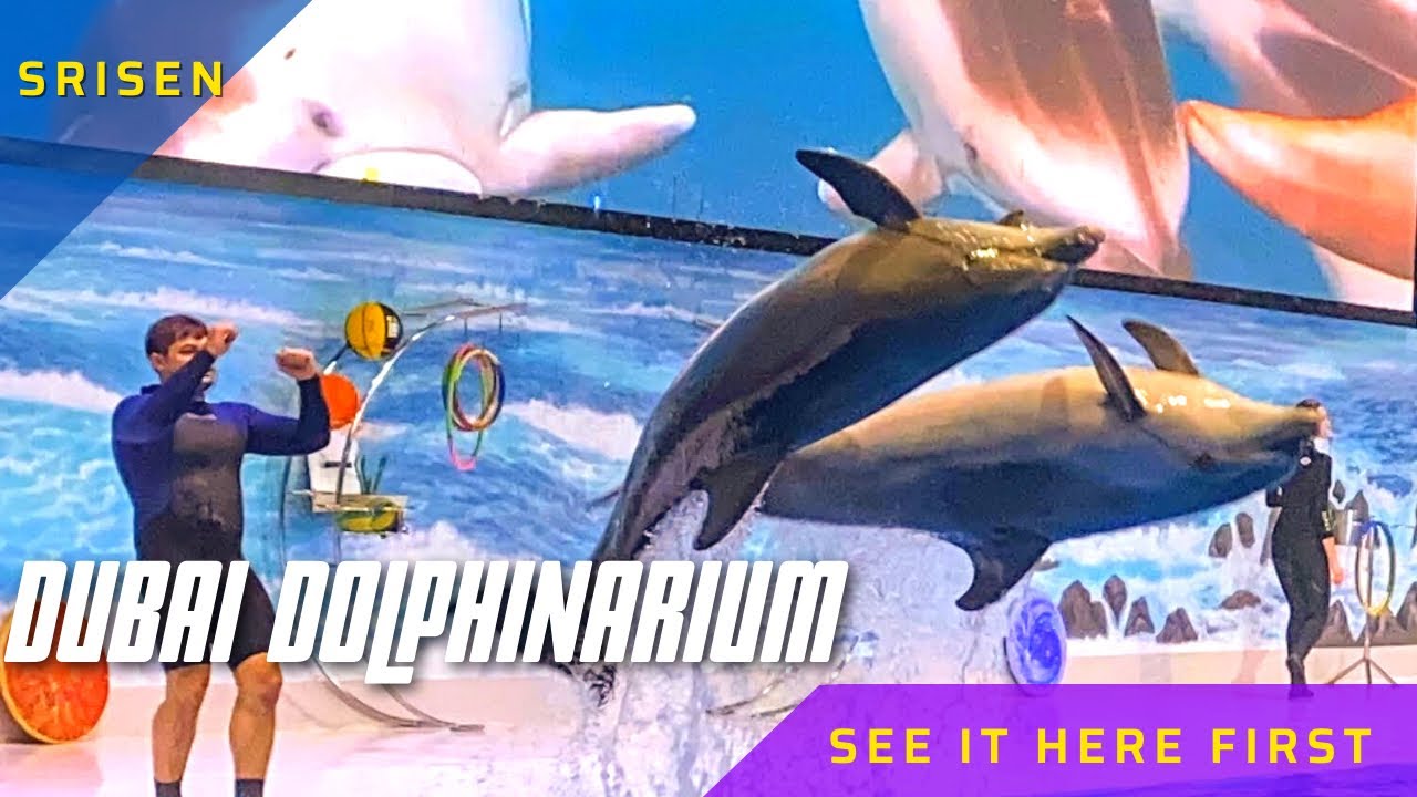 Dubai Dolphinarium 2021 Full Show in 4K | துபாயில் ஓங்கில் (டால்பின்)பார்கலாம் வாங்க😳