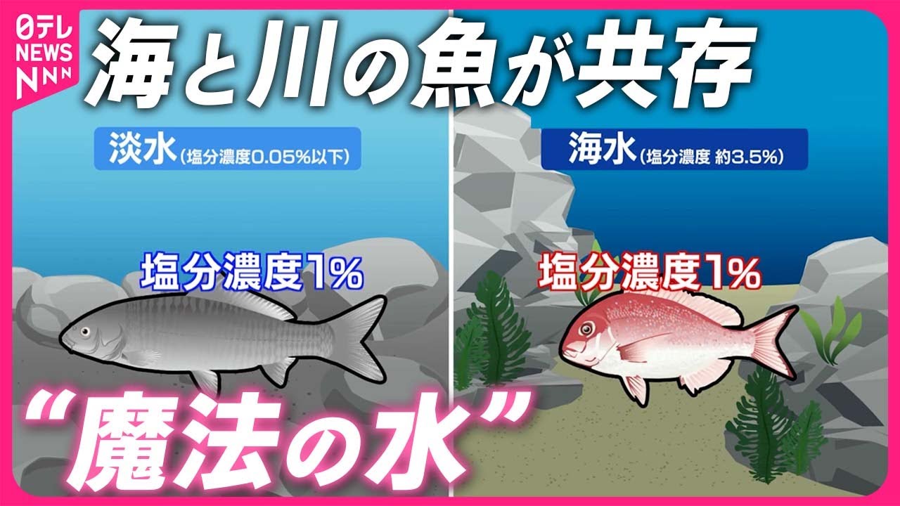 【海の豊かさを守る】難しい“魚の養殖”も次々成功 「海水魚」と「淡水魚」が共存できる“魔法の水”