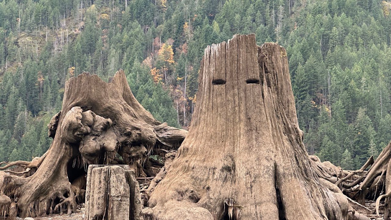 Stump Season  Lake Cushman Wa OP&H Scorpio