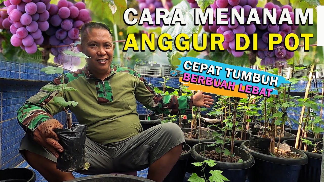 CARA MENANAM ANGGUR IMPORT DI POT BAGI PEMULA TUMBUH CEPAT DAN BERBUAH LEBAT I tips&trik