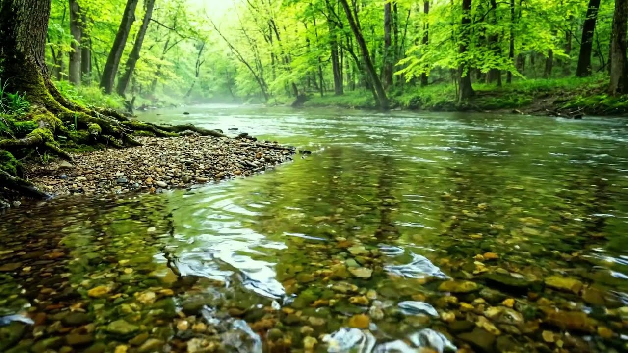 Gentle Stream Flowing in Green Forest, Birds Singing Softly, Ten Hours of White Noise for Sleep