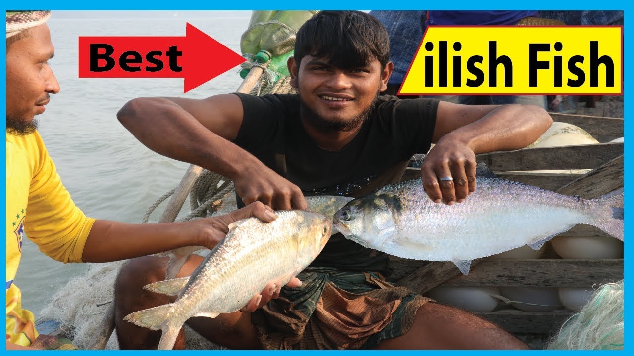 Best ilish Fish Catching Video in 2019 | Fish Corn