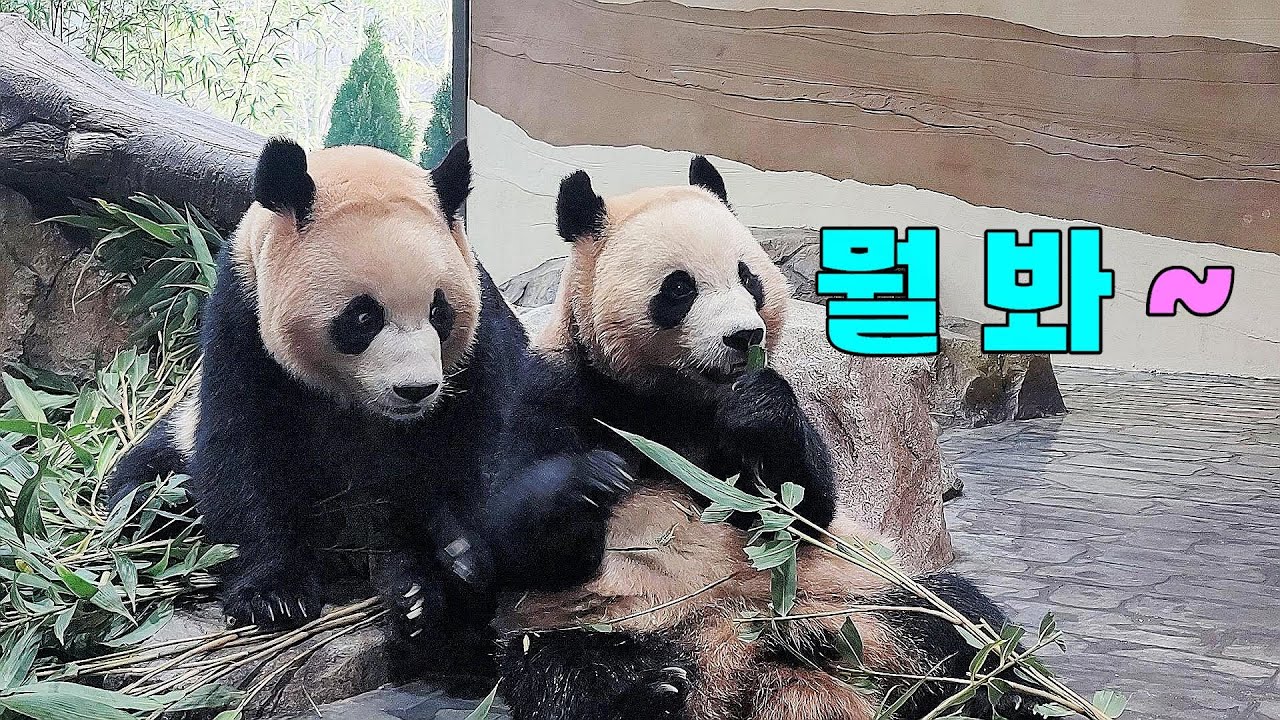같은 생각 같은 마음으로 갑자기 주목하는 루이바오 후이바오