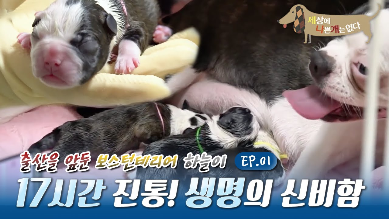 세상에 나쁜 개는 없다 - 반려견 출산과 성장 100일간의 기록_#001