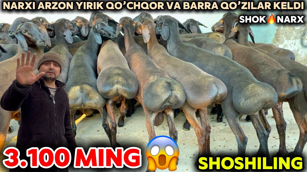 МАМУРЖОН АКА ЙИРИК ҚЎЧҚОРЛАР ВА БАРРА ҚЎЗИЛАР НАРХИНИ ЙОРВОРДИ🔥ШОШИЛИНГ 