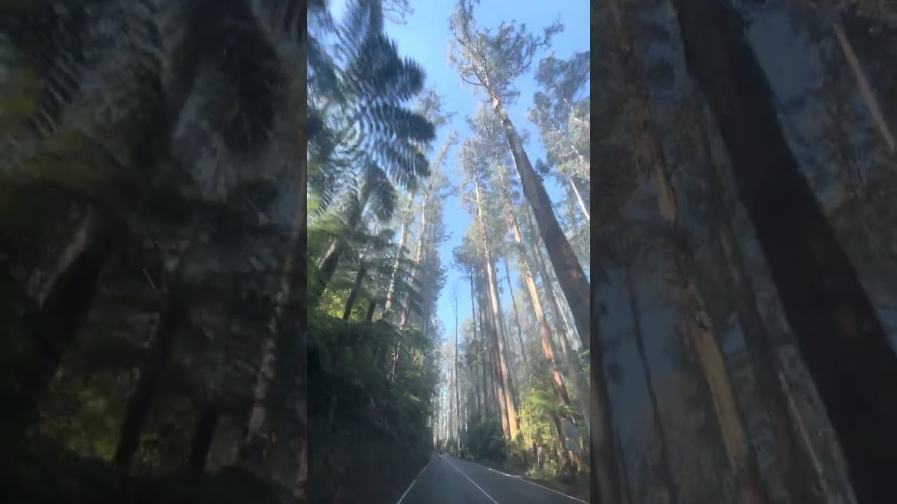 Exploring nature #australia #melbourne #shortvideo #shorts #viral #viralvideo