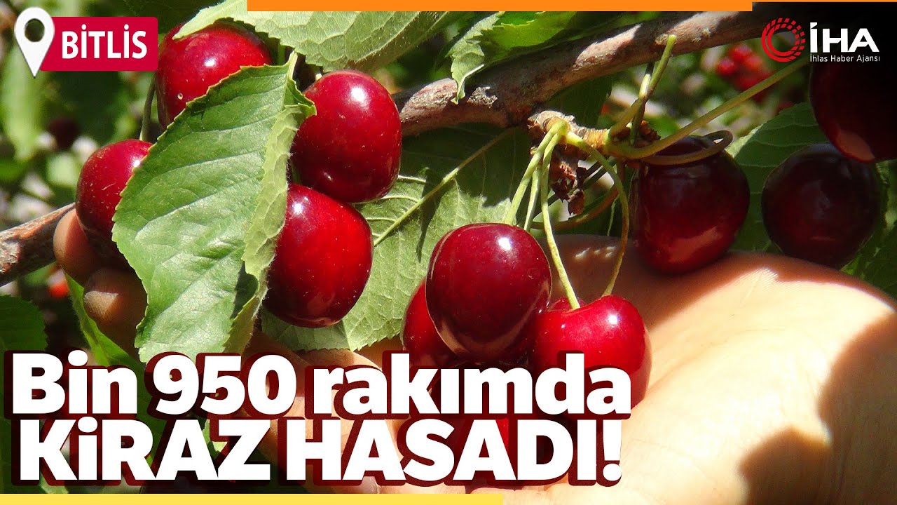 Türkiye’nin En Geç Kiraz Hasadı Ahlat’ta Yapılıyor