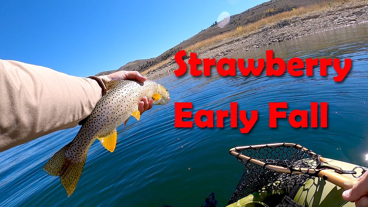 Indicator Rigs, Midge Tips, and Streamers - Strawberry Res Redemption