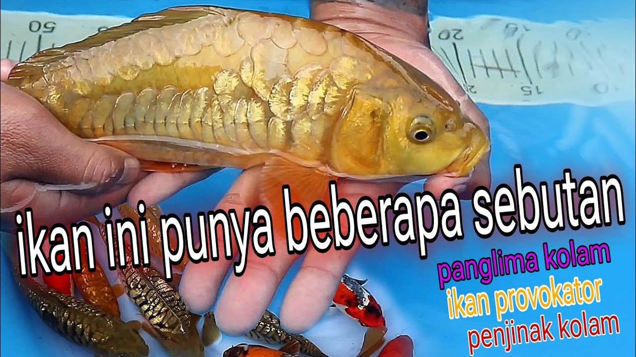 wow super ikan chagoi aragoke ini‼️ simak harga dan kualitasnya