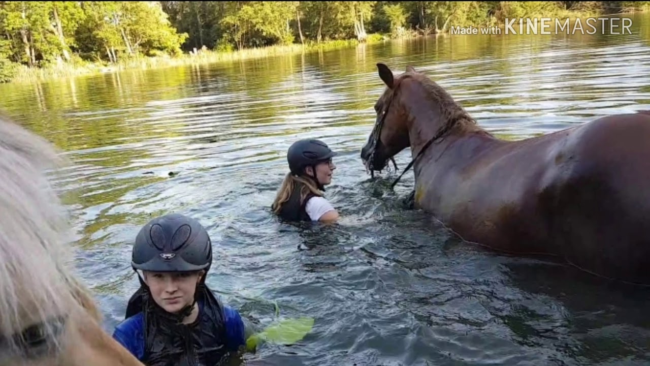 Baden mit den Pferden 😊