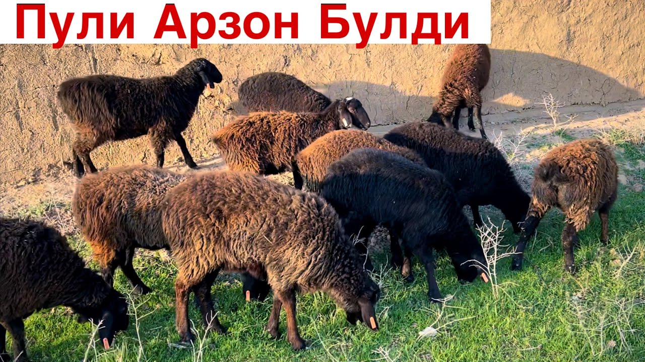 11 Бош Кашкадарё! ☎️+998 88 214 0448