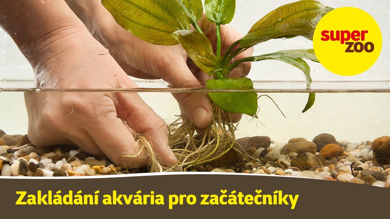 13. díl: Zakládání akvária | Škola Super zoo