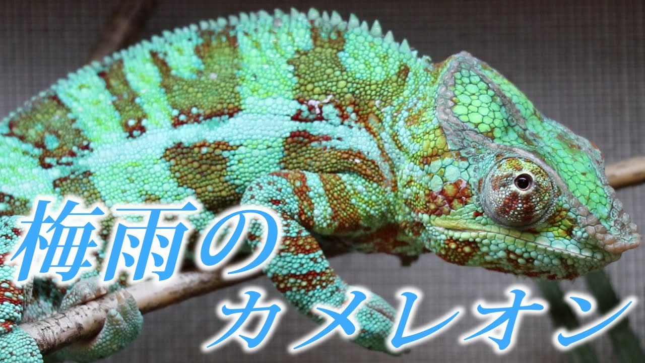 梅雨のカメレオン飼育【温・湿度管理】