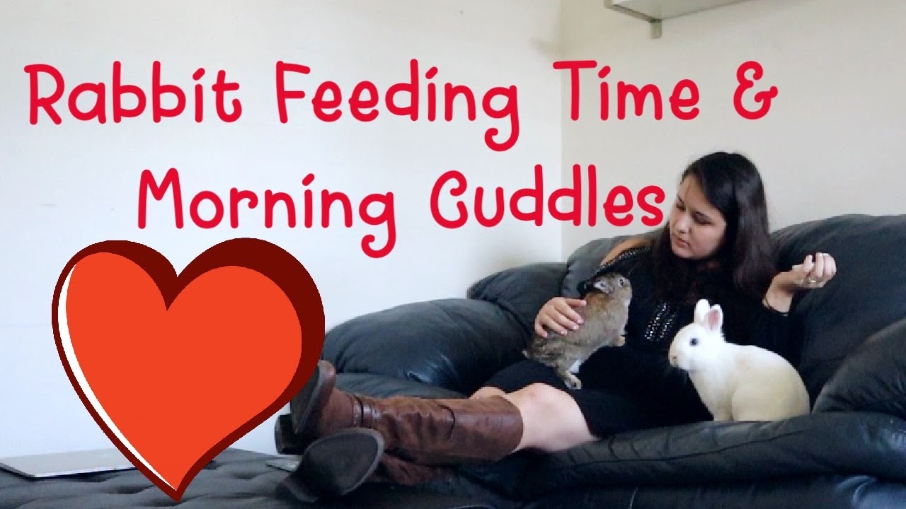Morning Time with Rabbits: Rabbit Feeding Time and Morning Cuddles.