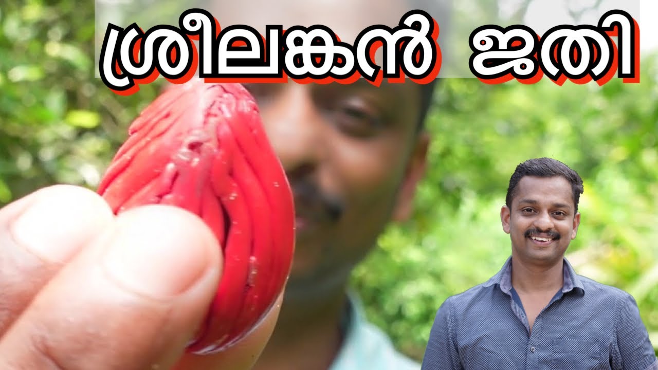 ശ്രീലങ്കൻജാതി #Sreelankan Nutmeg #sreelankan jathi #jathi krishi #jathi nursery #kl06farm #nutmeg