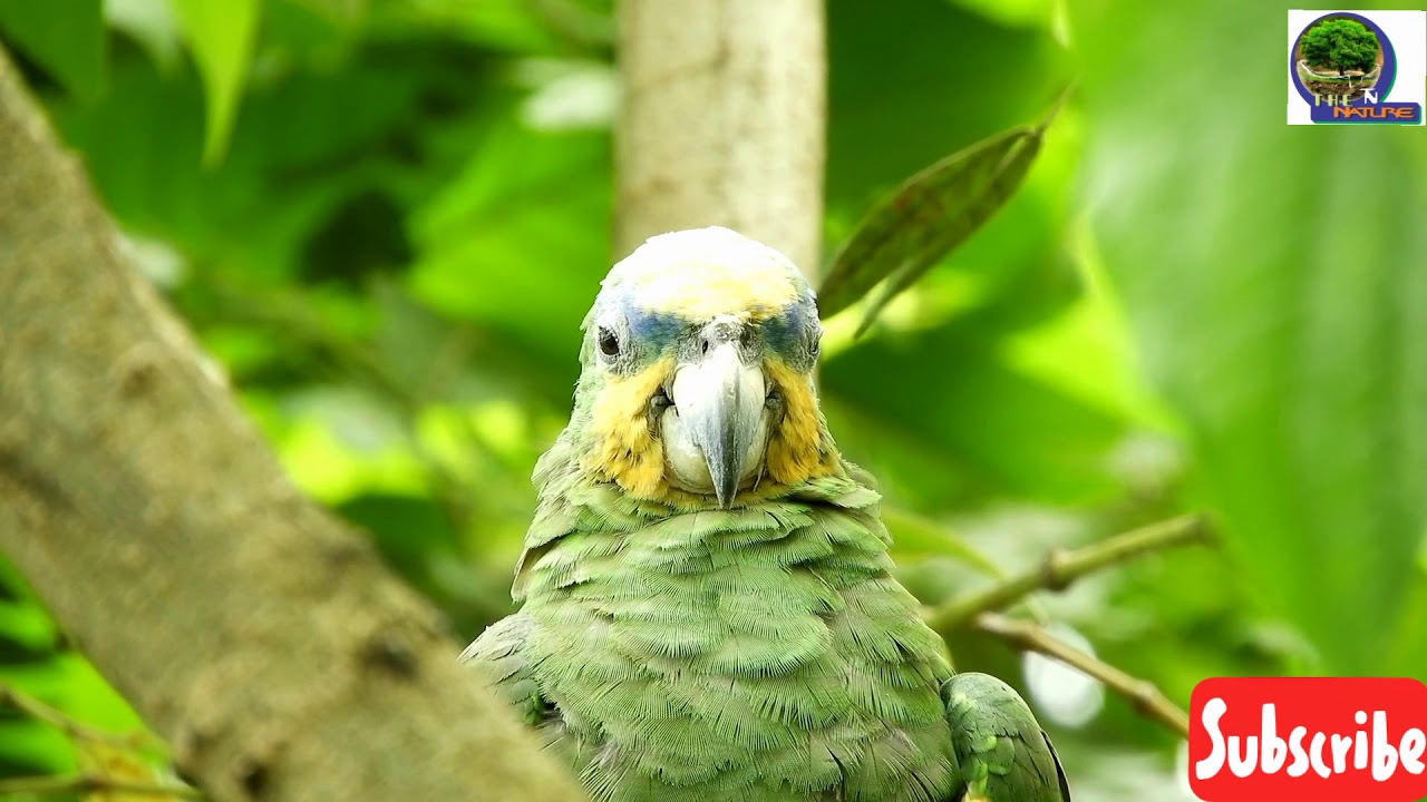 5 classification| parrot Bird in| The Nature