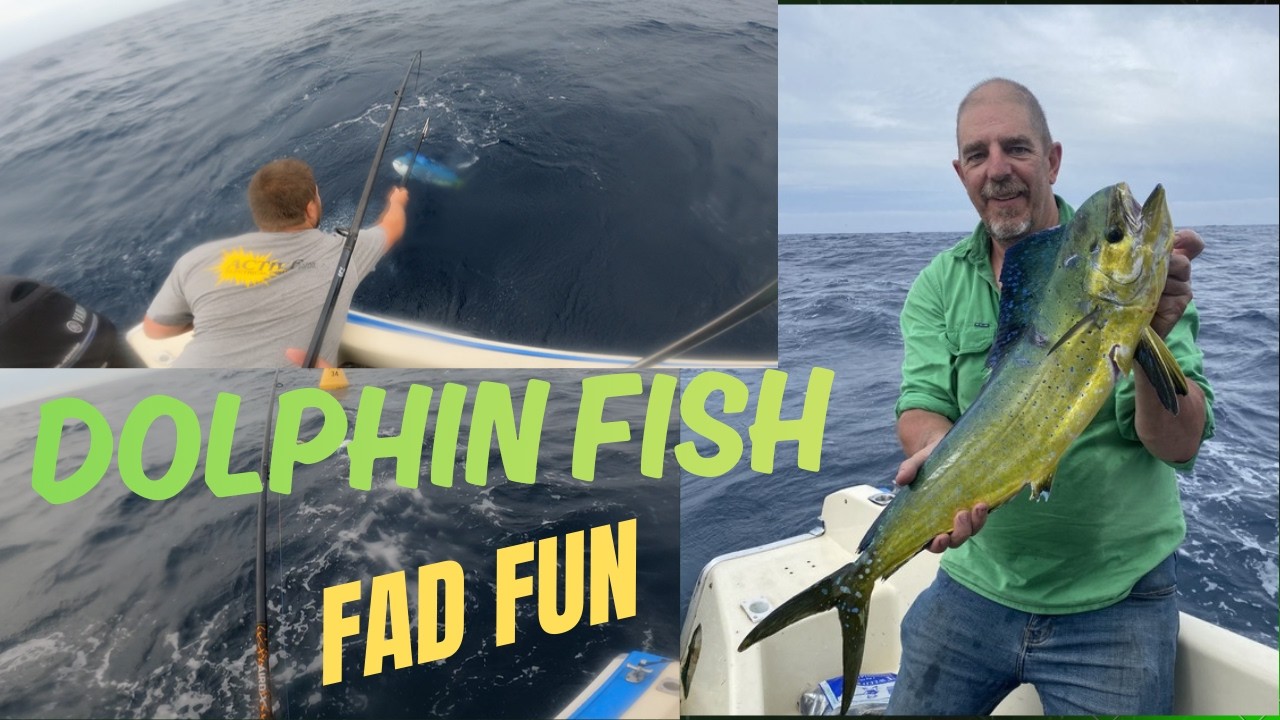Dolphin Fish Fun