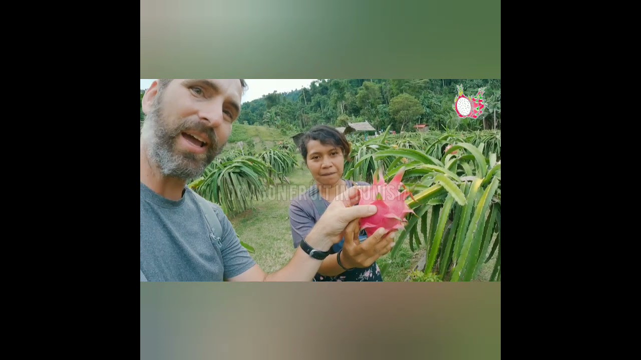 الدراغون فروت ( الفرق الدول الإستوائية و تونس 🇹🇳  Dragon fruit ( tunisie et pays tropicaux)