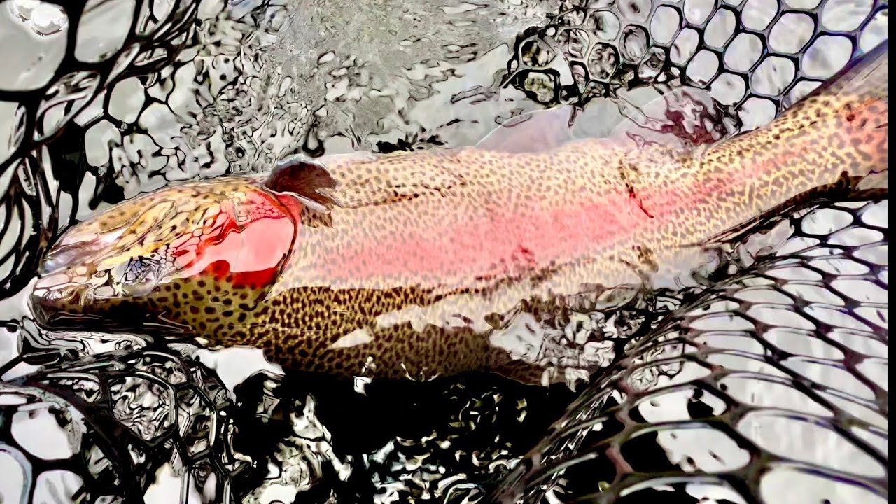 Urban Fly Fishing SUCCESS - A Day Filled w/BIG Rainbow Trout