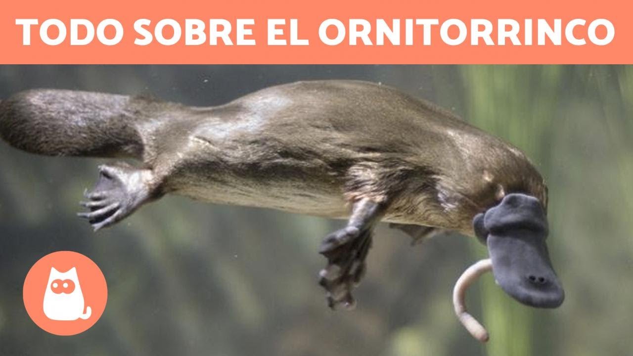 EL ORNITORRINCO 👀 ¡Conoce a este CURIOSO ANIMAL!
