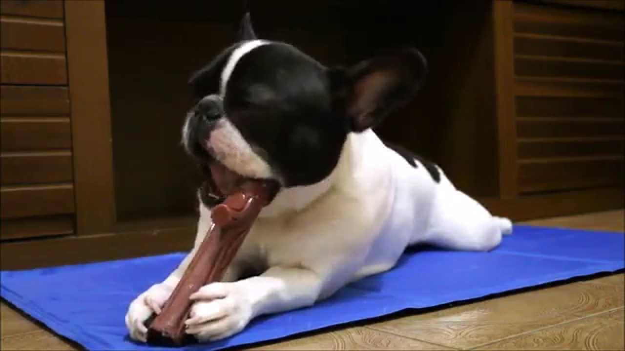 Tire suas dúvidas sobre o Tapete Gelado - Zen Animal