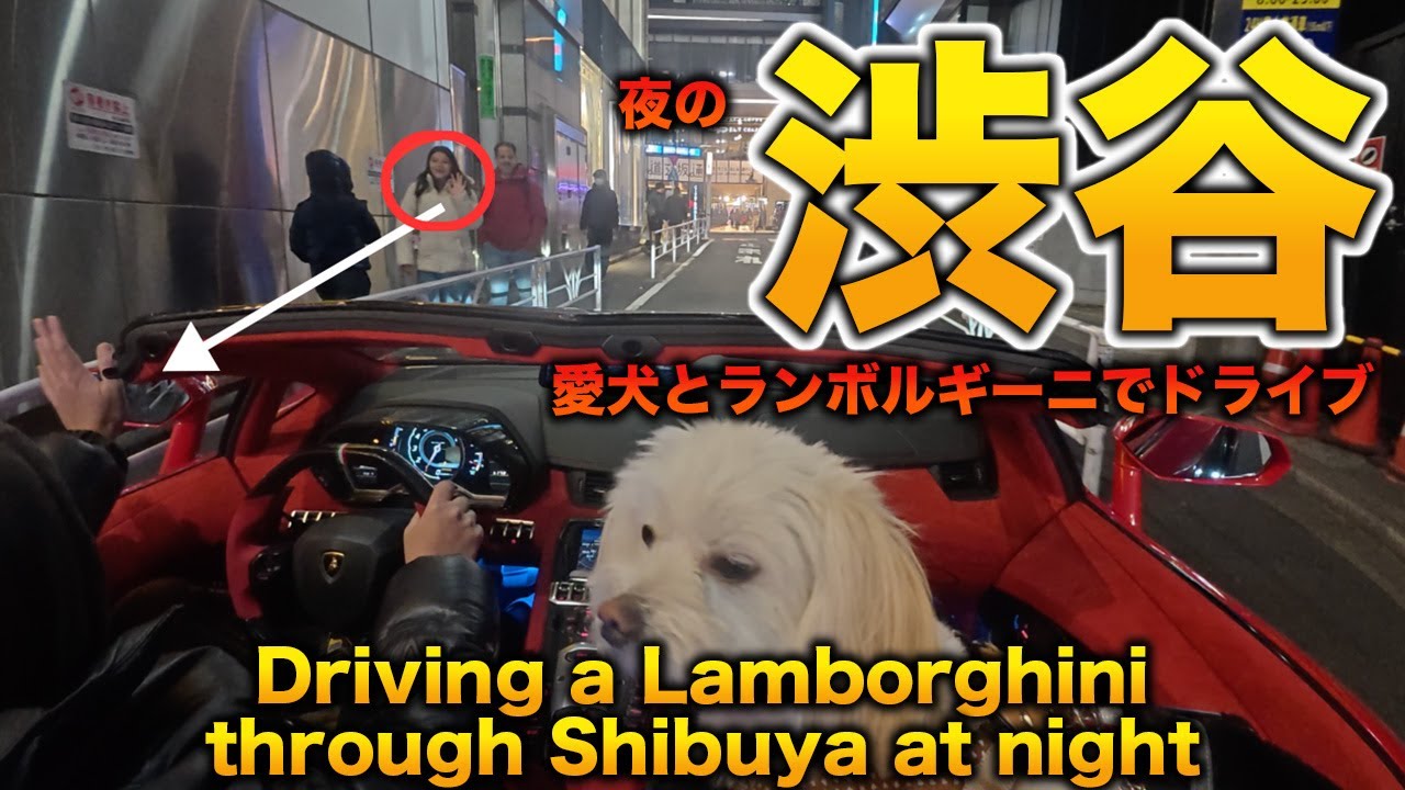 【TOKYO SHIBUYA】Driving through Shibuya at night in a Lamborghini with my dog ​​is so much fun!!!