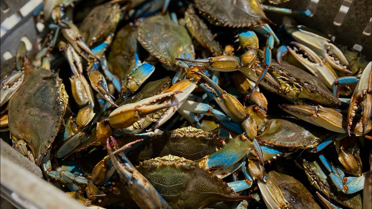 Catching LOTS OF Blue Crabs!!/commercial fishing