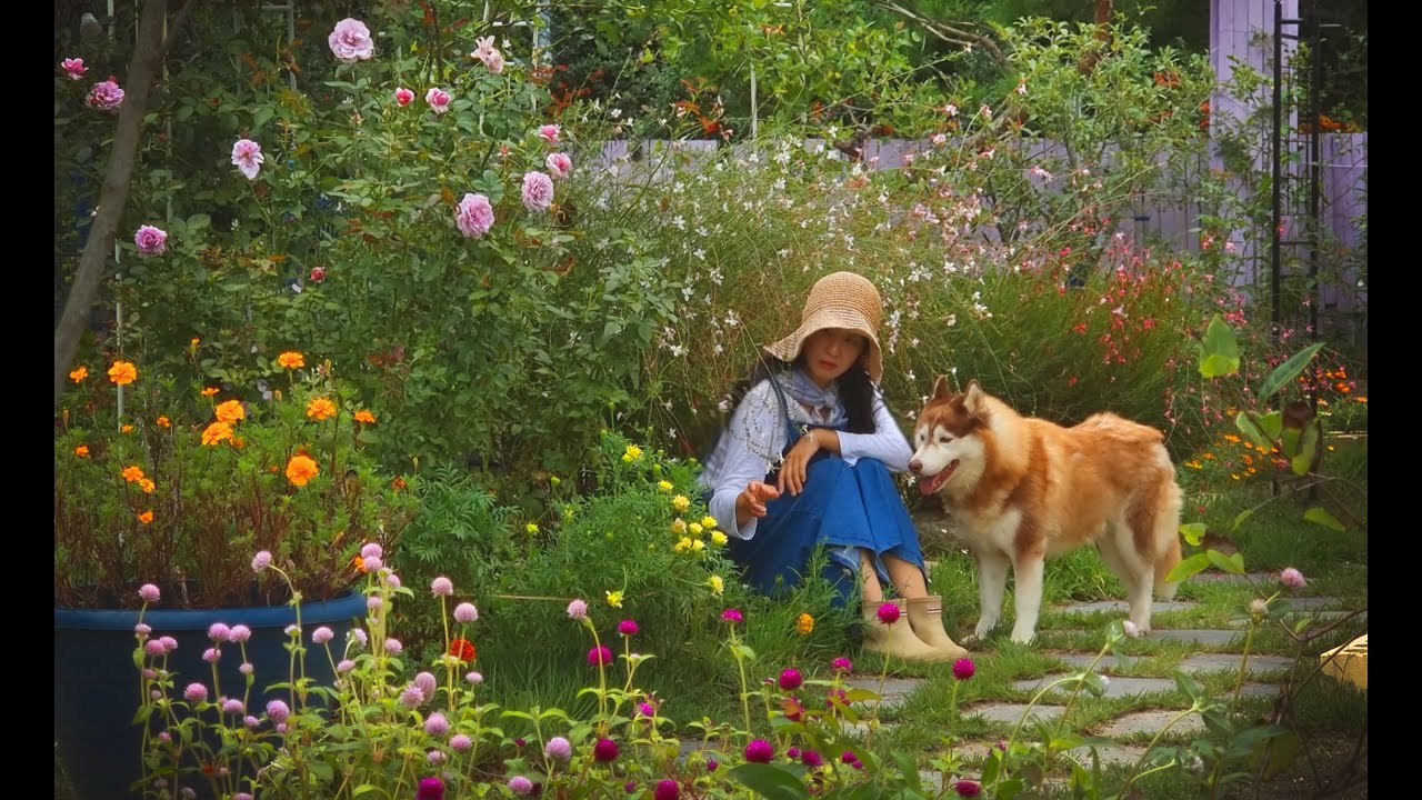№ 103. Розы вместо травы! Осеннее садоводство без ведома мужа | Создание розария