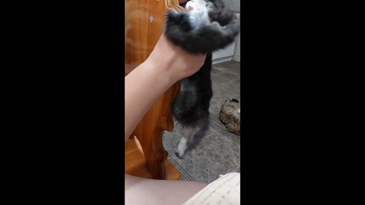 Nyúlszőr kikészítése házilag (timsóval)