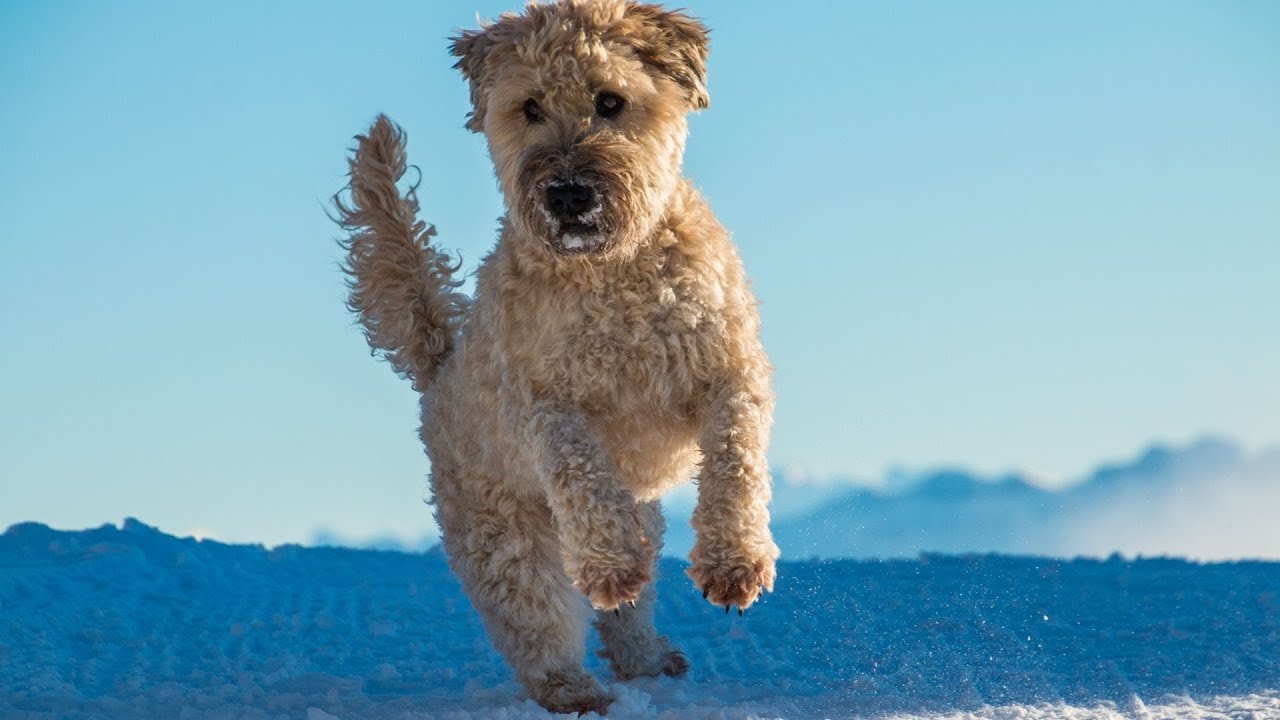 How to Exercise Your Soft Coated Wheaten Terrier
