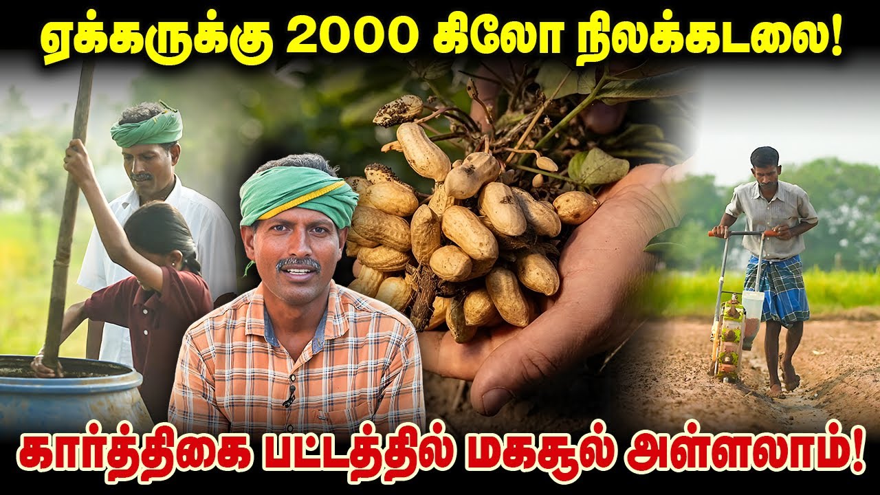 ஒரே ஏக்கர்ல 2000 கிலோ நிலக்கடலை ஆ! கார்த்திகை பட்டத்தில் மகசூல் அள்ளலாம்! #groundnut #naturalfarming
