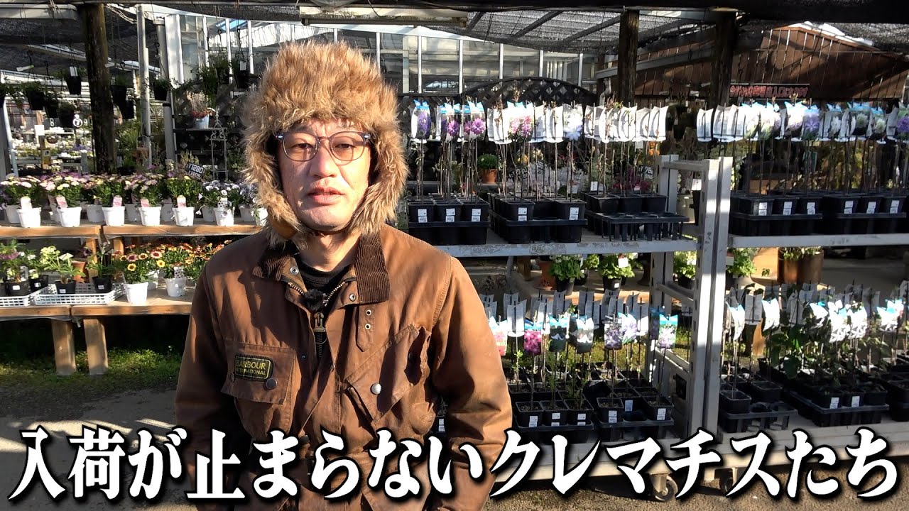 先日クレマチス大量入荷したばかりなのに更に大量入荷ｗｗｗ【カーメン君】【園芸】【ガーデニング】