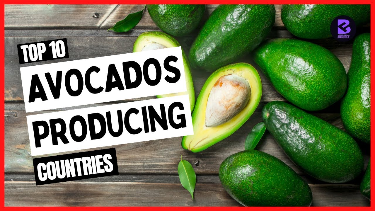 Top 10 Largest Avocados Producing Countries in the World 2021 #top10 #avocado #avocados